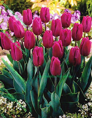 Portal Cool 20: 1-100 Bandiera Viola Tulipano triumph Bulbi Plum/lilla/blu Spring Garden perenne