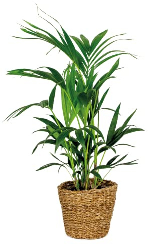 Bloomique - Howea Forsteriana - Kentia Palme - Zimmerpflanzen - Pflegeleicht - Haustierfreundlich - Höhe 90-100 cm - Mit Rotan Korb 19 cm - Topf 19 cm