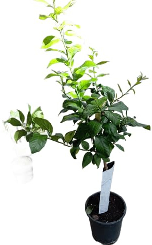 Naranjo Natural de 100cm en Maceta Cultiva tus Propias Naranjas en Casa