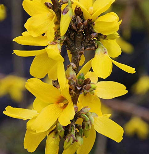Hochstamm Forsythie Week End® 80-100cm - Forsythia intermedia - lebende Gartenpflanze aus den Baumschulen