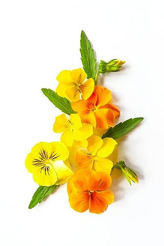 Pansy Plants, Delta 'Citrus Mix', 20 x Full Plant Pack, Winter Bedding Plants, Flowering, Winter Pansies, Garden Ready and Ready to Plant Now, Premium Quality Pansies