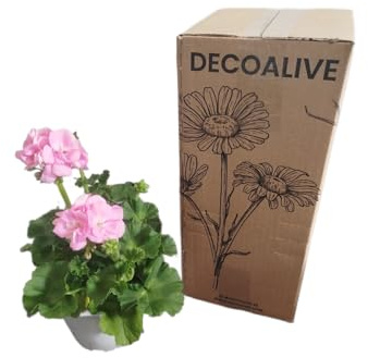 DECOALIVE Geranio Rosa – Planta Natural con Flores Intensas – Perfecta para Exteriores e Interiores