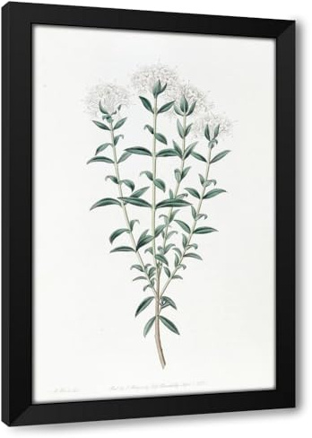 ArtDirect Intermediate Pimelea (1815-1819) Custom Framed Art Print Giclee Print or Canvas Options with Various Sizes and Customization by Sydenham Edwards