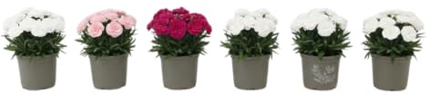 Edición Flores Frescas – Seis Claveles Naturales en Maceta | Lote de 6 Claveles Naturales DECOALIVE para Interior y Exterior