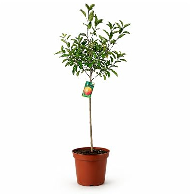 Myoshome - Manzano Royal Gala Planta Natural en Maceta 140 cm de altura, Árbol Frutal Exterior con Manzanas Dulces Árbol Natural para Jardín Terraza Huerto Fácil Cultivo. Manzano