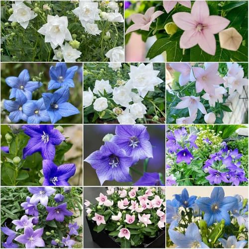 globo - semi da giardino di rocce resistenti perenni perenni resistenti balcone semi 100pcs