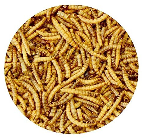 Mehlwürmer 3 Kg Premiumqualitätssnack geeignet für Vögel, Fische, Reptilien, Schildkröten, Igel, Nager, Wildtierfutter