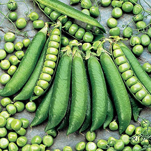 Suttons Pea Seeds Proval Vegetable Seeds, Approx. 100 Seeds per Pack, Grow Your own Peas from Seed, Ideal for Beds and Borders