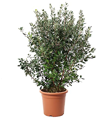 KENTIS - Feijoa Acca Sellowiana – Immergrüne Ananas-Guave – Winterharte Pflanzen für Garten – Hoch 125-150 cm Topf Ø 30 cm