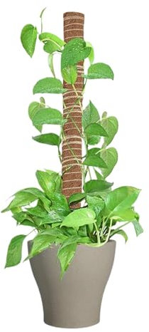 Pali di muschio per piante rampicanti, pali in fibra di cocco rimovibili per piante | Bastoni da giardino traliccio per piante d'appartamento per Pothos, filodendro, interni ed esterni