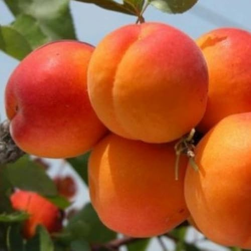 PIANTA DA FRUTTO ALBICOCCA FRACASSO in vaso 20 - età 2/3 anni