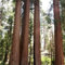 15 Semi Sequoia gigante albero Semi (Sequoiadendron giganteum)