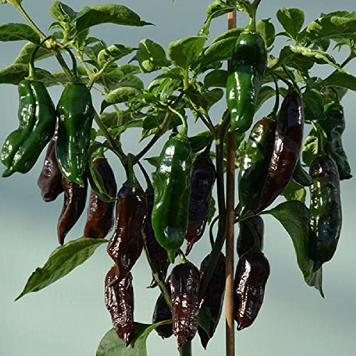 Viridis Hortus - 15 x Machu Pichu Chilli Pepper Mild to Medium Pungency Chilli Pepper Fruit/Vegetable Seeds