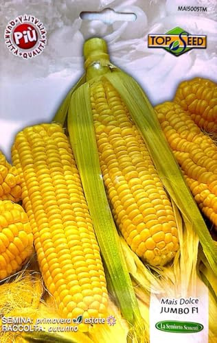 MAIS DOLCE JUMBO F1 (BONDUELLETYP) Det bästa av fröet för de bästa tillverkarna - ingen GMO - Frön med mycket hög gronbarhet (5 gram)