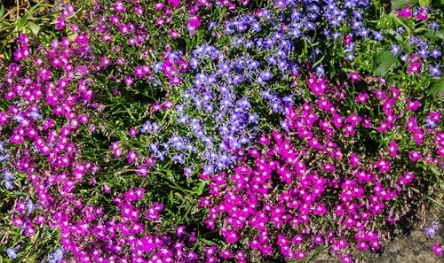 1000 Seeds/Pack – Aubrieta Ground Cover Collection – Cascade Blue, Cascade Red, Hybrida Mix – Perennial Rock Cress for Borders & Ground Cover. (Hybrida Mix)