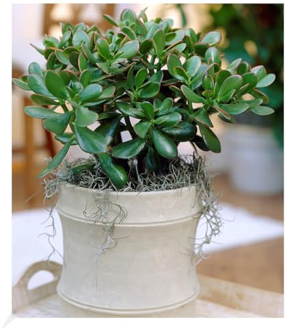 BALDUR Garten 1x Geldbaum Crassula, Pflanze im 12 cm-Topf | Zimmerpflanze pflegeleicht, Zimmerpflanze, Grünpflanze, mehrjährig - frostfrei halten, Wasserbedarf gering, Crassula ovata