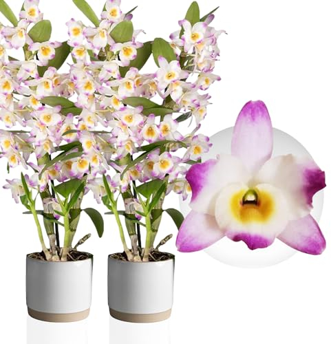 Orchideen Echte Pflanzen - Bambus Dendrobium Nobile Pink Passion - 2 große Zimmerpflanzen aus Holland - 30-40 cm hoch - mit Blüten und Duftend (Nicht künstlich, ohne Dünger und Topf, kein Samen)