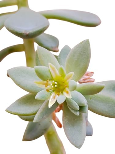 Pachyveria Pachyphytoides pianta grassa da collezione - vaso Ø 9 cm