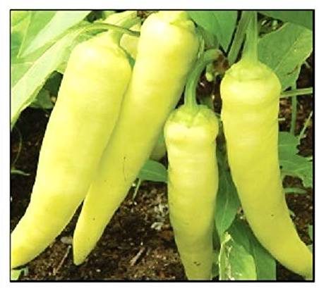 100 Sweet Banana Pepper Seeds for Planting Non GMO Heirloom Seeds Fresh Garden Seed