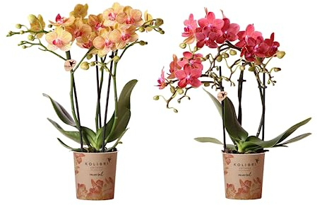 Duo de Orquídeas Alevilla Naturales: Plantas de Interior Características por sus Flores