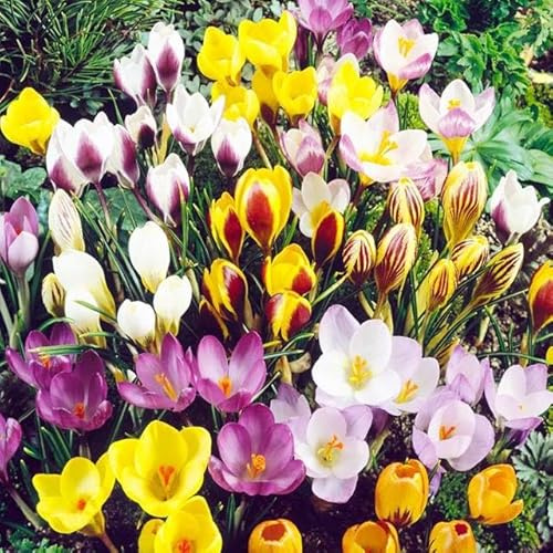 Großes Set Krokus Krokusse Mix 10 50 100 500 Stk. Blumenzwiebeln Zwiebeln Blütenfarben weiß, gelb, violett, gestreift Winterhart Mehrjährig (Mix 100 Stk.)
