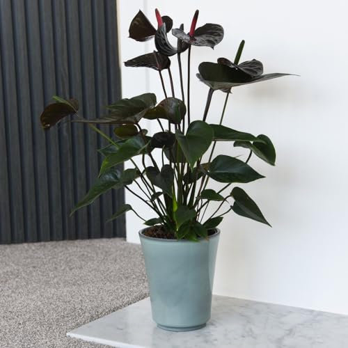 Houseplant Flamingo Flower Anthurium Plant 'Black Love' Tail Flower Black Blooms Tender Perennial Long-Flowering Grow Your Own Indoor Flowers 12cm Potted Plants by Thompson and Morgan (12cm)