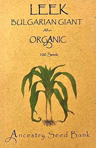 Organic Leek ❁ Bulgarian Giant ❁ 100 Seeds Heirloom - Non GMO