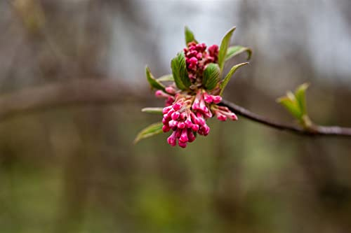 Duft-Schneeball Viburnum bodnantense Dawn 40-60 cm winterhart | Winterblueher mit intensivem Duft, robust und pflegeleicht, ideal fuer Garten und Hecke, sonnig bis halbschattig
