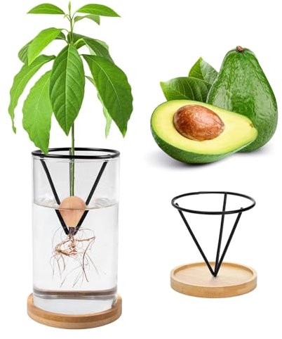 Kit per la coltivazione di avocado, semi per piantare, vaso per crescere