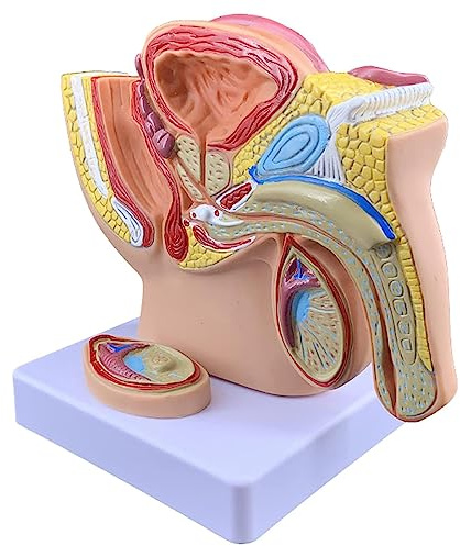 Mänsklig manlig bäcken anatomisk modell, hållbar miljövänlig design för medicinsk utbildning och patientkommunikation