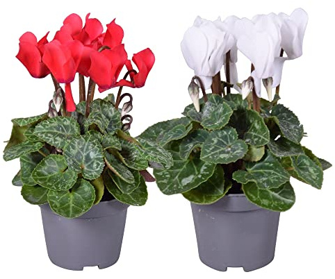 Flores de Invierno - Pack 2 Cyclamen - Violetas de los Alpes