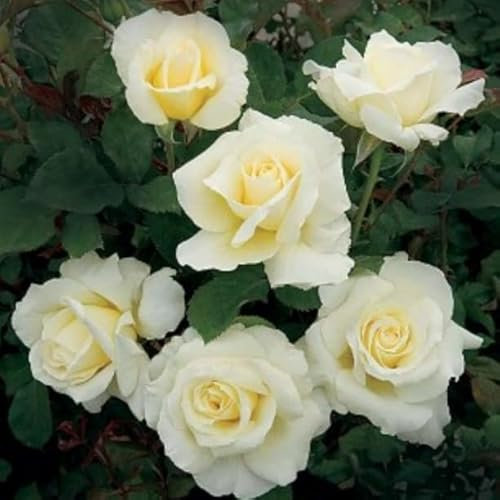 GARTHWAITE NURSERIES® : - Potted 2 Litre Hybrid Tea Rose Pascali Perennial Plant
