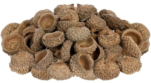 Supvox Natürliche Kappen der Eichel 50pcs Eichelkornkappen für das In Handarbeit machen der Dekoration diy Hauptparteihochzeitsdekor-Danksagungsweihnachtsfestiva