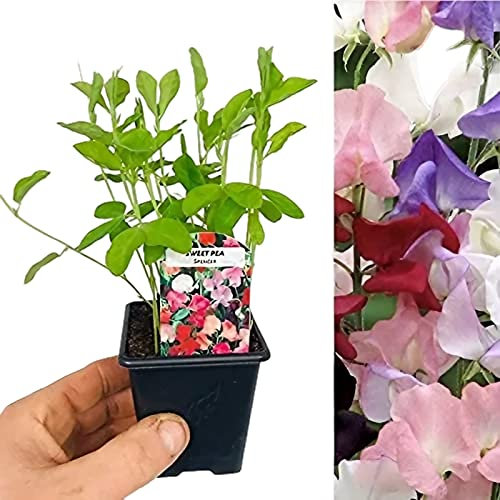 Carbeth Plants Sweet Pea Plants Mixed Colours - 6 x 9cm Pots - Fragrant Summer Flowering Garden Ready Plants - Easy to Grow Climbing Plant for Outdoor Growing - Ideal for Bed, Borders and Pots