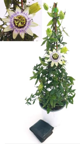 POWERS TO FLOWERS - PASSIFLORA EDULIS, FRUTTO DELLA PASSIONE, Piramide h 90cm vaso 19cm, pianta vera