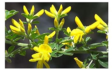Pcs - 10x Genista Hirsuta Arbuste Jardin Plantes - Graines ID1358 - Seeds & Plants Shop by Ipsa