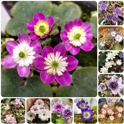 semi di epatica, Le da balcone sono perenni resistenti di Hepatica nobilis, campo perenni resistenti di antiche varietà, rare 100pcs