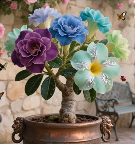 Mix Rizoma Di Rosa Del Deserto, Resistenti Al Freddo E Alla Siccità, Facile Da Coltivare, Adatto A Primavera E Autunno-1 Rizoma-I
