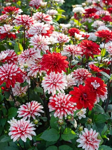 Dahlie Pacific Time | 1 Stück | Knolle | Schnittblume | Topfpflanze | Geeignet für Kübel | Rot | Weiß | 100% Blütegarantie | QFB Gardening