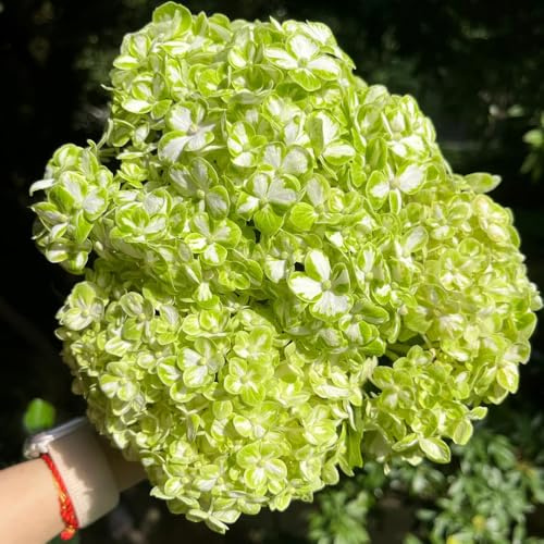 semi di ortensia - perenni resistenti, balcone vecchie varietà 50pcs
