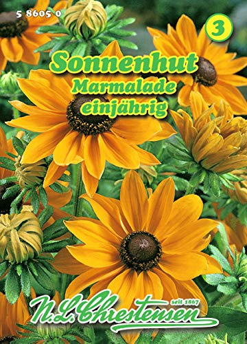 Sonnenhut Marmalade goldorange Sommerblume 'Rudbeckia hirta'