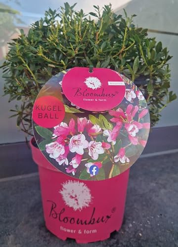 !!WELTNEUHEIT!! Bloombux® - flower & form by INKARHO® Kugel Magenta 30-35 cm im Pflanzcontainer