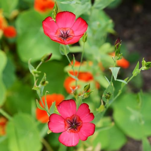 Lein Roter - geschenke für gartenliebhaber Linum grandiflorum - blumensamen gartendeko für draußen steingartenpflanzen winterhart stauden winterhart mehrjährig 100Samen
