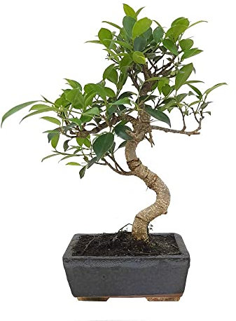 BONSAI NATURAL DE INTERIOR FICUS RETUSA 6 AÑOS