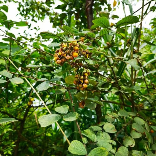 Semillas de frambuesa orgánicas, balcón de Rubus idaeus, resistentes para el jardín. raras perennes resistentes 100pcs