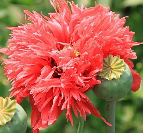 Schlafmohn - Papaver somniferum - 2500 Samen in 5 Druckverschlussbeuteln !