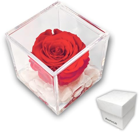 PremiumRose Rose Rouge Stabilisé Eternel et Parfumé 8 cm Vraie Rose Eternelle, Idée Cadeau Maman, Petite Amie, Anniversaire, Remise de Diplôme (Rouge - A 1080)