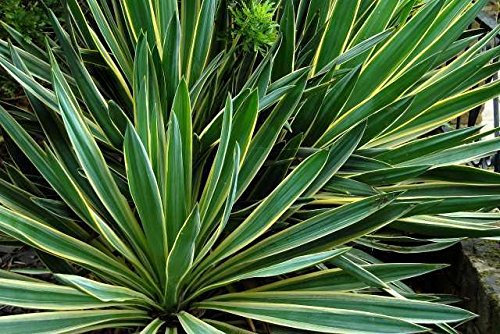 Seeds Yucca gloriosa Variegata 15 Semi