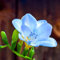Bulbos De Fresia De Flores Frescas Plantas De JardíN Resistentes Perennes BalcóN Flores DecoracióN Plantas ExóTicas Flores JardíN Plantas En Maceta Resistentes 3 Bulbos Flores De Fresia Azul