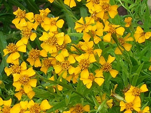 Kalash 100 graines de fleurs d'estragon mexicain jaune
